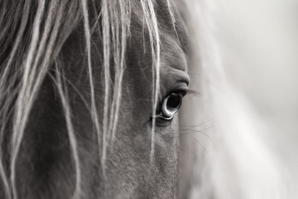 Katse, hevoskuvaus Valokuvaaja Henna Ikonen