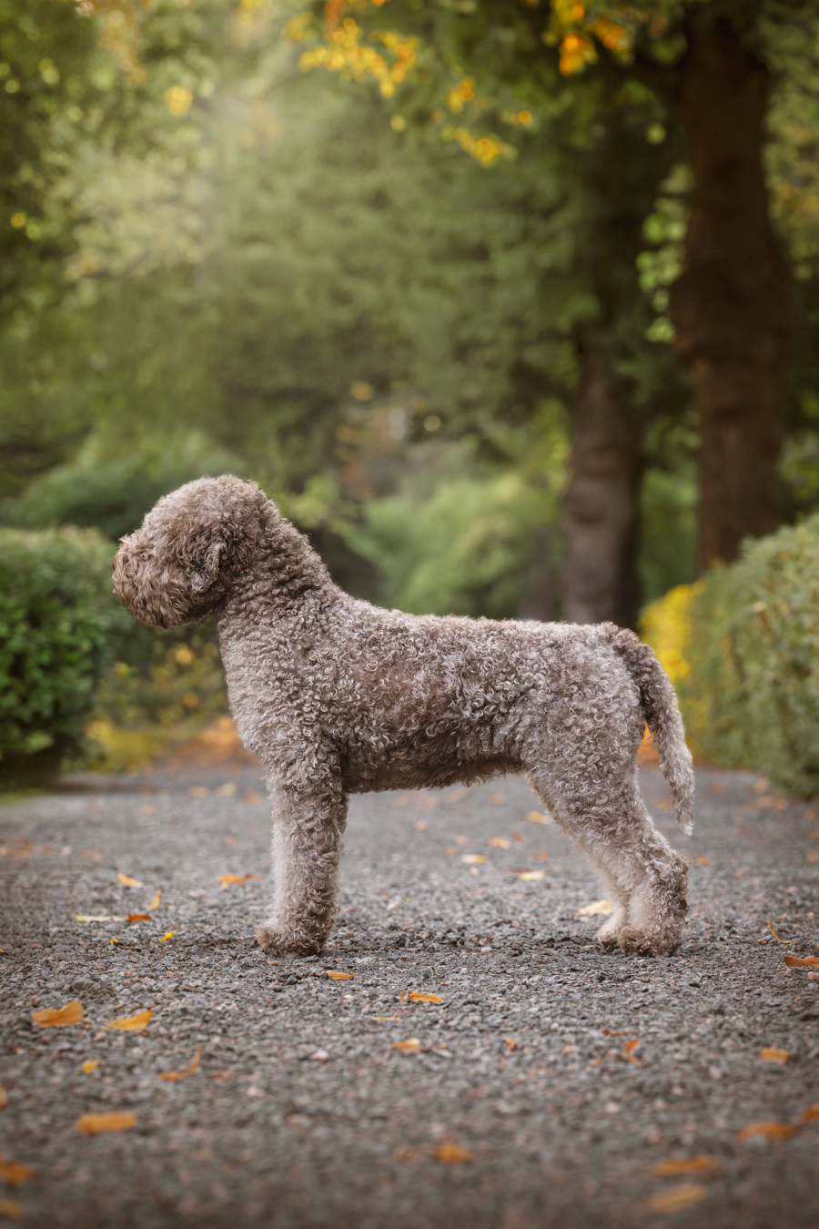 Koirakuvaus_miljoossa_henna_ikonen